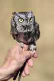 Eastern Screech-Owl