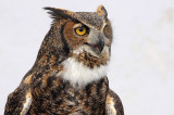 Great Horned Owl