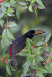 Collared Aracari