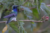 White-necked Jacobin