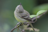 Yellow-bellied Flycatcher