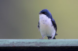 Blue-and-white Swallow