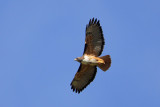 Red-tailed Hawk