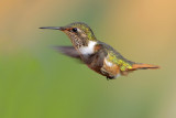 Scintillant Hummingbird