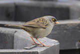 Volcano Junco