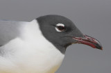 Laughing Gull