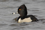 Ring-necked Duck