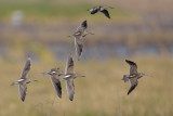 Short-billed Dowitcher