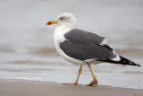 Lesser Blabk-backed Gull