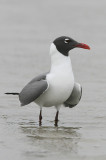 Laughing Gull