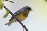 Northern Parula