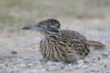 Greater Roadrunner taking a dust bath