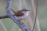 Carolina Wren