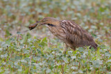 American Bittern