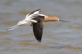 American Avocet