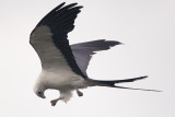 Swallow-tailed Kite