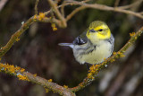 Black-throated Green Warbler