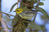 Black-throated Green Warbler