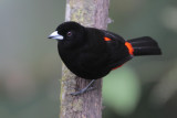 Cherries Tanager