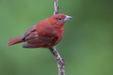 Hepatic Tanager