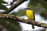 Boat-billed Flycatcher
