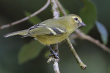 Yellow-winged Vireo