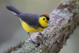 Collared Redstart