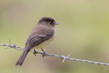 Black-capped Flycatcher