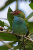 Bay-headed Tanager