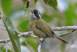 Sooty-capped Bush-Tanager