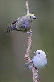 Palm Tanager and Blue-gray Tanager