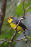 Collared Redstart