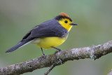 Collared Redstart