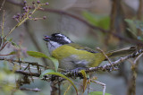 Sooty-capped Bush-Tanager