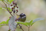 Sooty-capped Bush-Tanager
