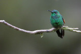 Stripe-tailed Hummingbird