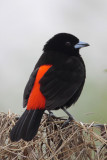 Passerinis Tanager