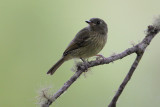 Olive-striped Flycatcher