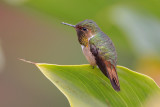 Scintillant Hummingbird