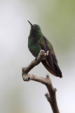 Steely-vented Hummingbird