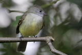 Yellow-bellied Elaenia