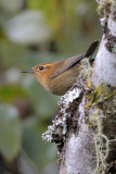 Ochraceous Wren