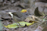 Buff-rumped Warbler