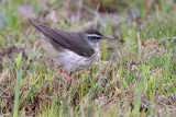 Louisiana Waterthrush