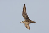 American Golden-Plover