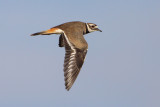 Killdeer