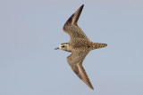 American Golden-Plover