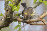 Yellow-rumped Warbler