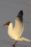 Laughing Gull