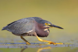 Green Heron